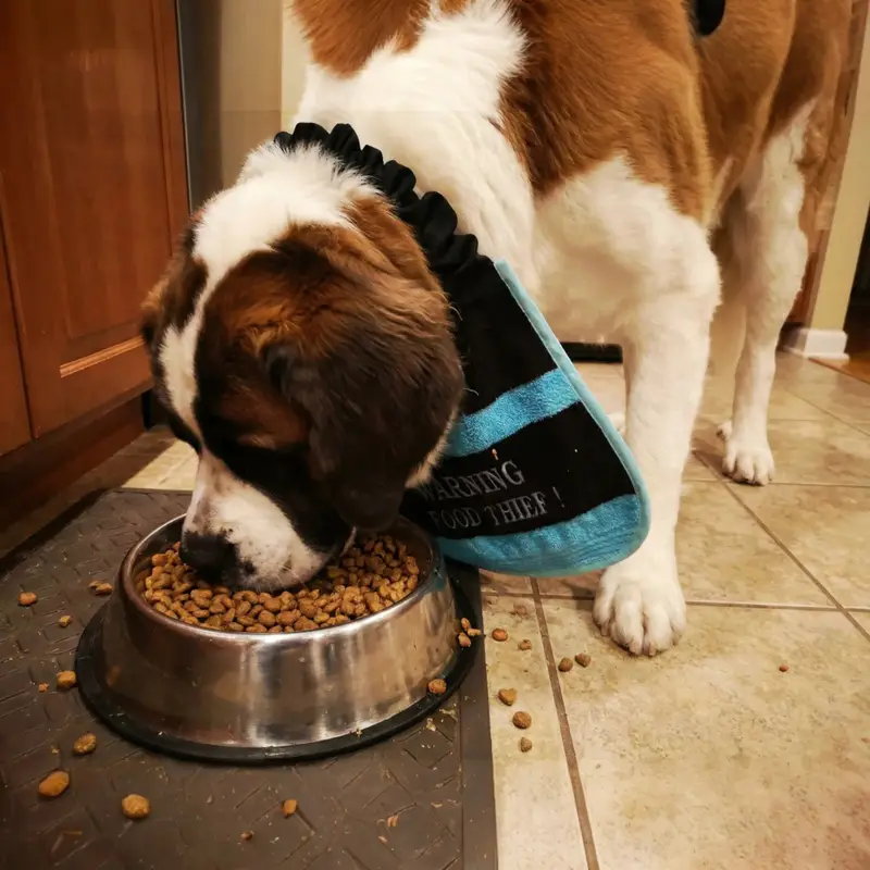 Exclusive 2-Colour Dog Bib: food thief