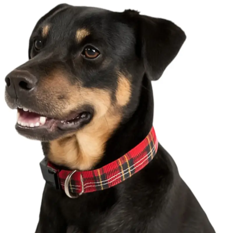 Tartan design dog collar: tartan collar on dog