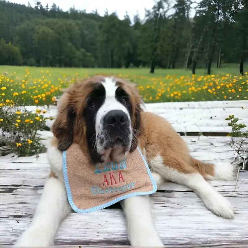 AKA exclusive personalised Dog Bib, photo 9