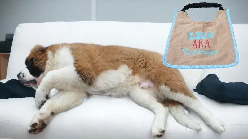 AKA exclusive personalised Dog Bib, photo 8