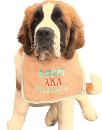 AKA exclusive personalised Dog Bib, photo 13