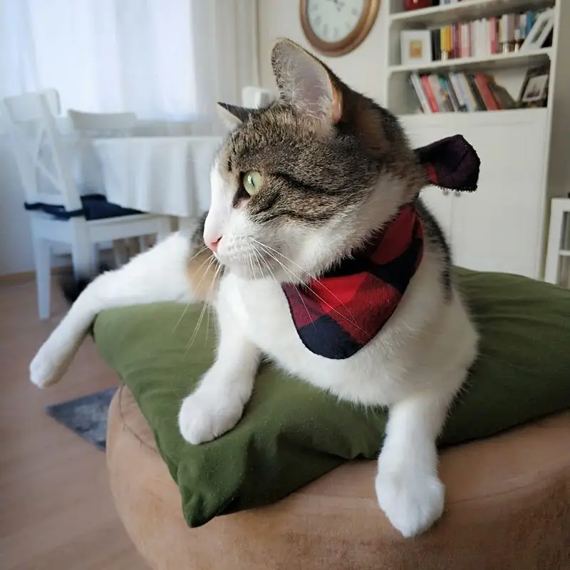 Personalised Dog Bandanas: bandana cat
