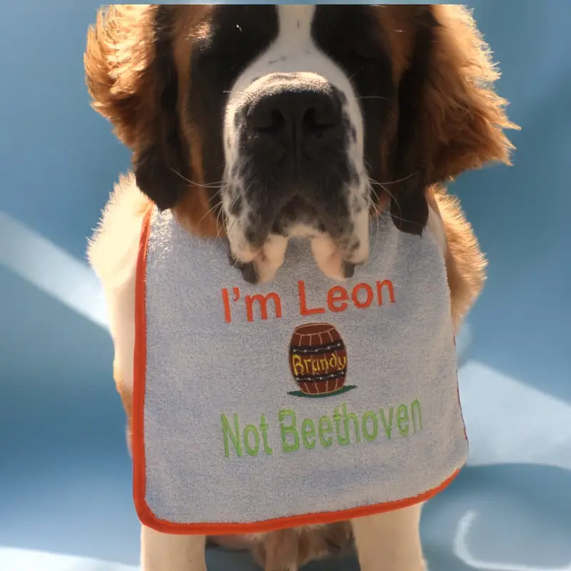 Saint Bernard personalised dog bib with brandy barrel, photo 9