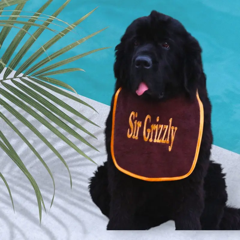 Stylish dog bib personalised with name: brown