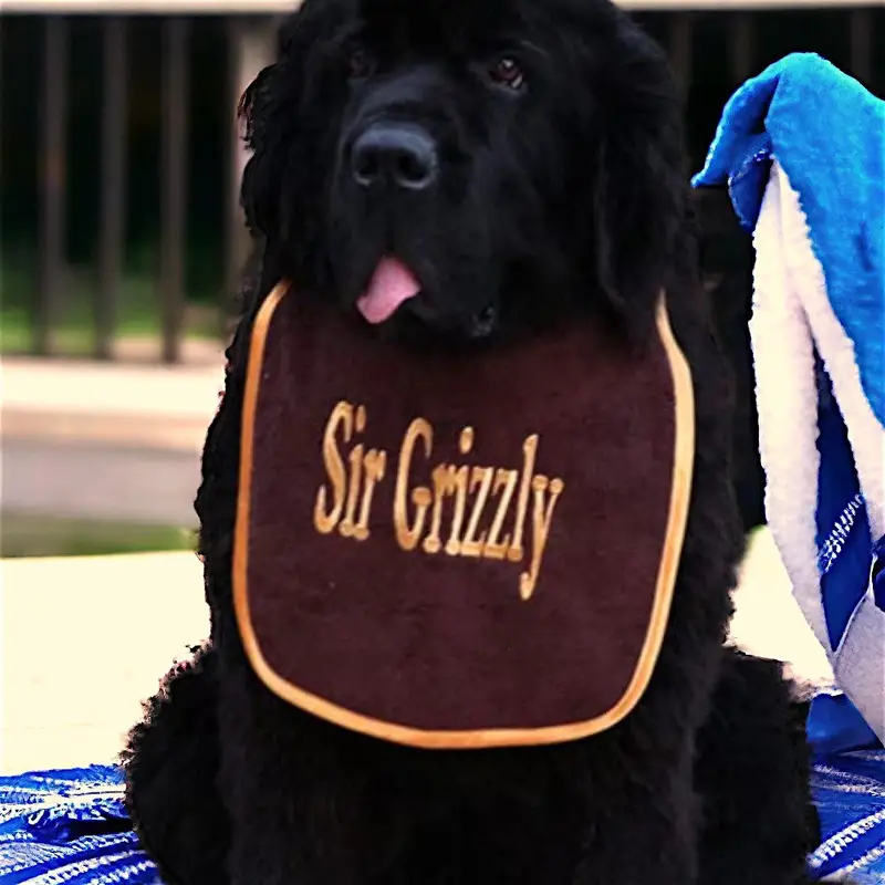 Stylish dog bib personalised with name: brown