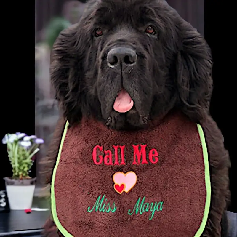 Personalised Dog Bib: call me