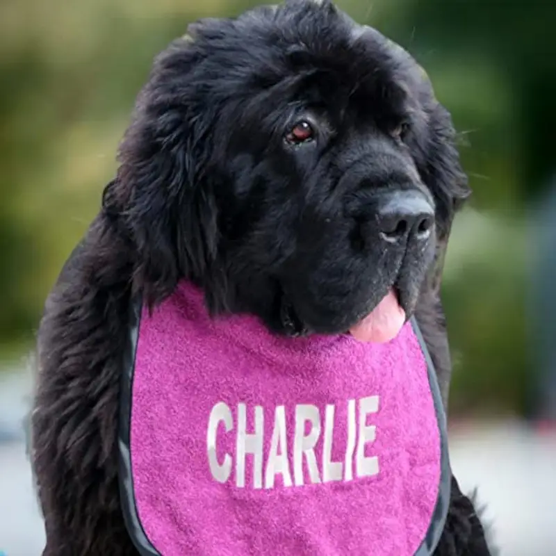 Bib for dog drool: charlie