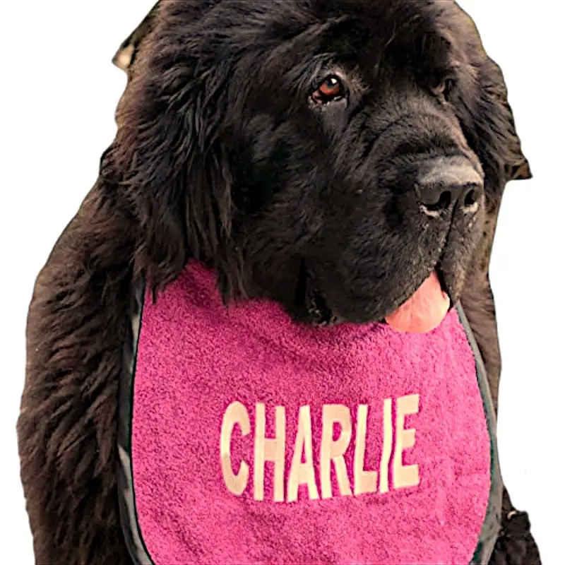 Bib for dog drool: charlie