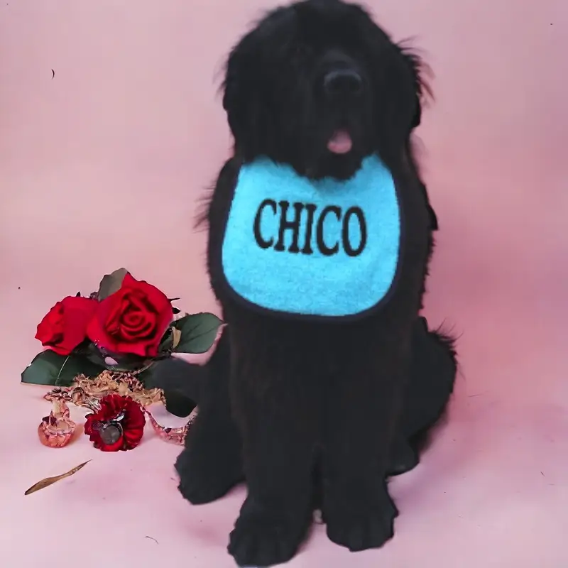 Personalise Your own dog bib: chico