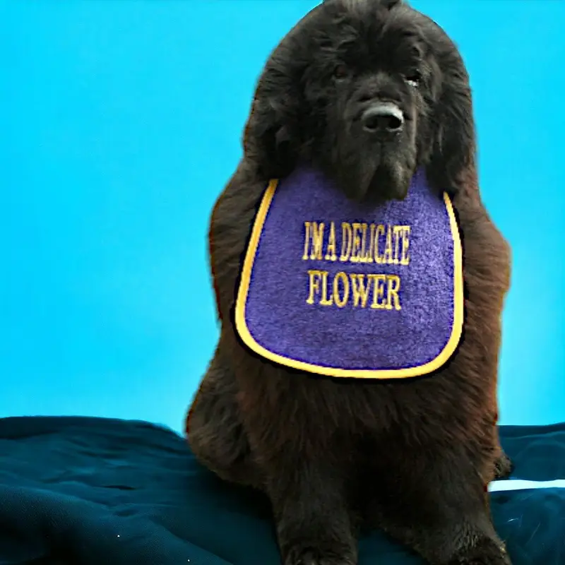Enchanting ‘DELICATE FLOWER’ Cute Dog Bib, photo 4