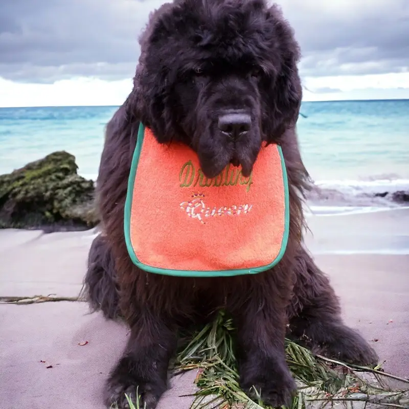Royalty King/Queen dog bib: drooling queen