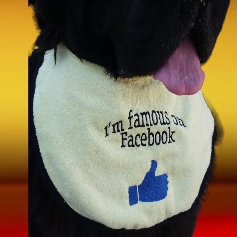 Famous on Facebook dog bib, photo 5