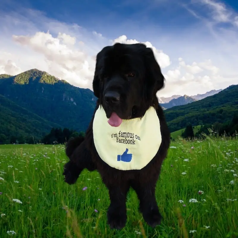 Famous on Facebook dog bib, photo 10