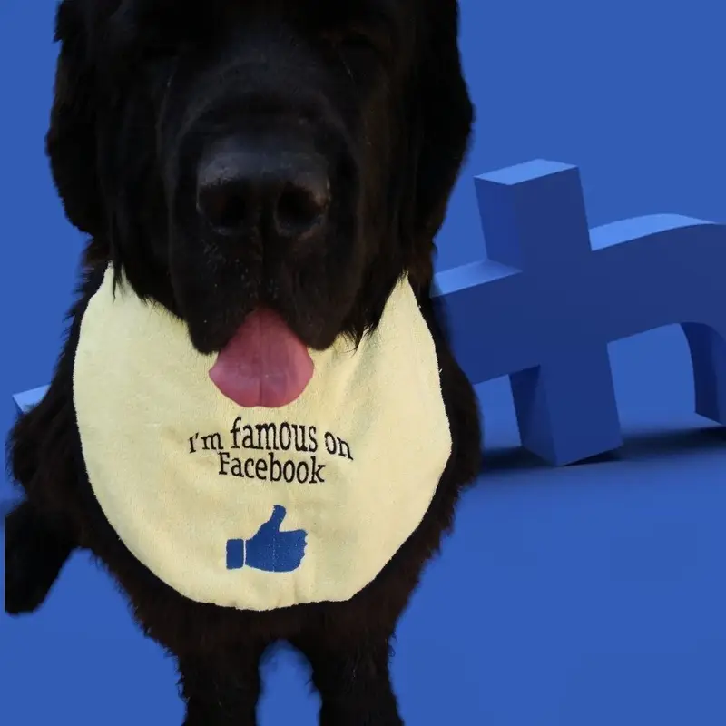 Famous on Facebook dog bib, photo 8