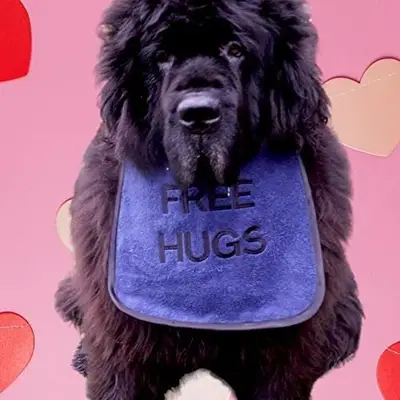 Personalised ‘Free Hugs’ Dog Bib: fh2