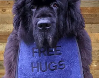Personalised ‘Free Hugs’ Dog Bib: fh5