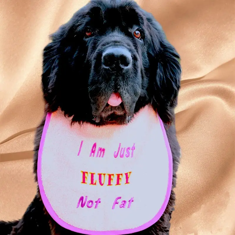 Fluffy Not Fat, photo 3