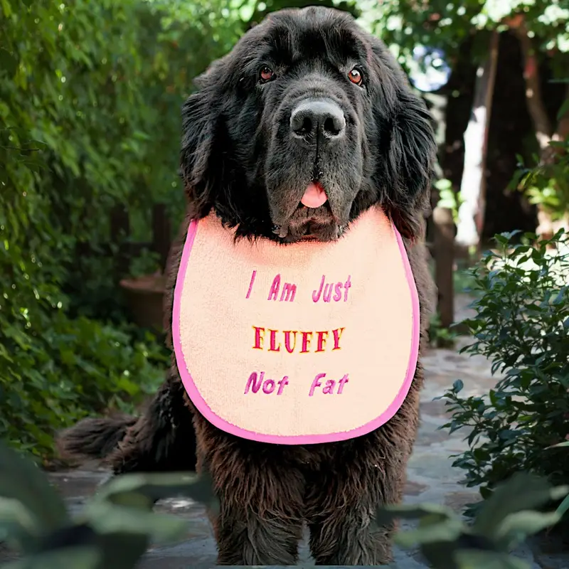 Fluffy Not Fat, photo 8