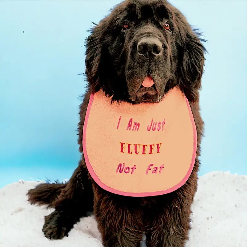 Fluffy Not Fat, photo 10