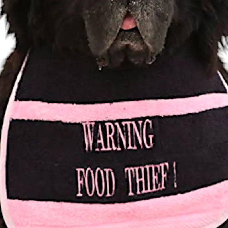 food thief dog bib