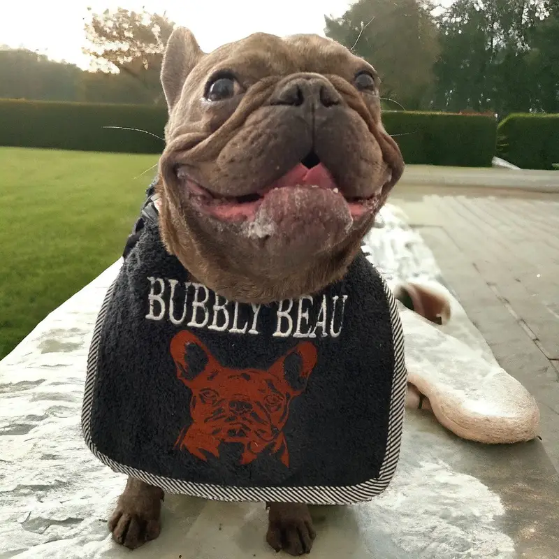French bulldog custom tailor made bib: frenchie