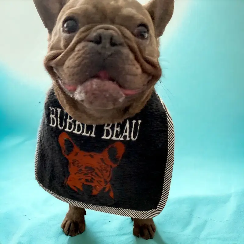 French bulldog custom tailor made bib: frenchie