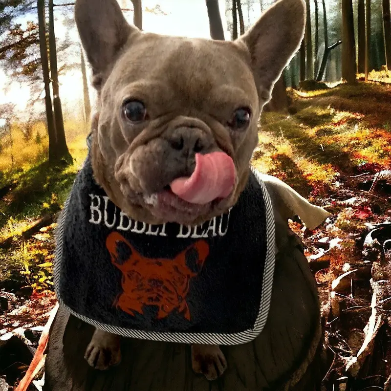 French bulldog custom tailor made bib: frenchie