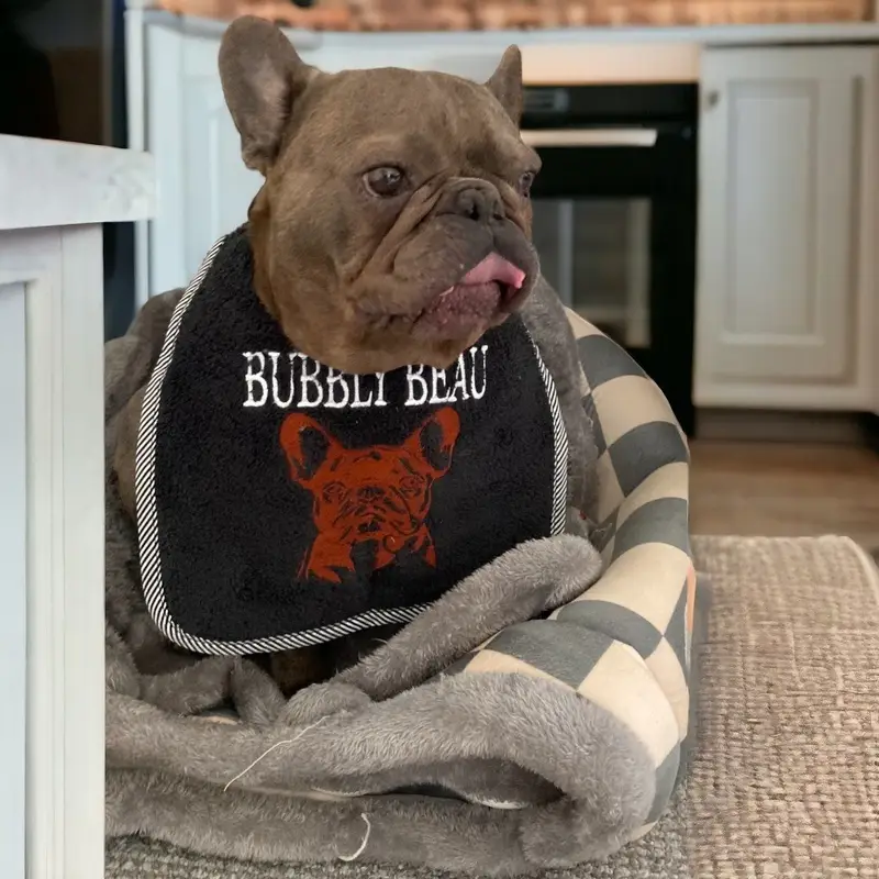 French bulldog custom tailor made bib: frenchie
