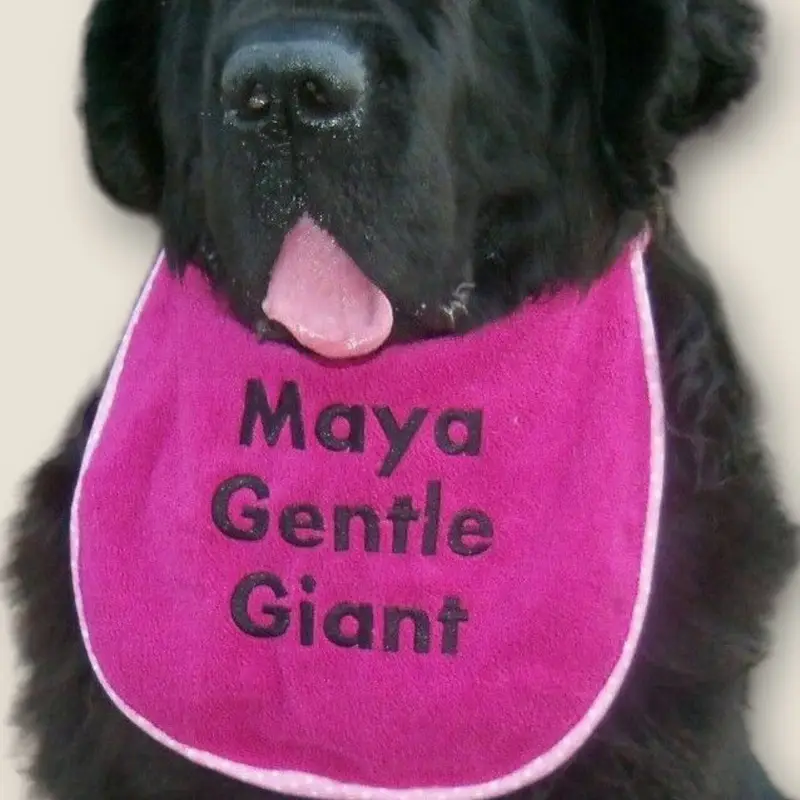 Personalised dog bib with name/wording: gentle