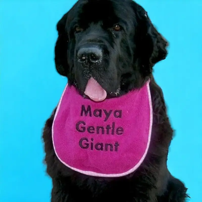 Personalised dog bib with name/wording: gentle