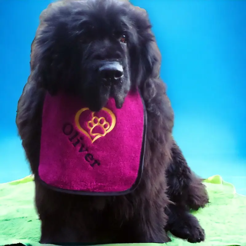 Heart & Paw Personalised Dog Bib: heart paw name