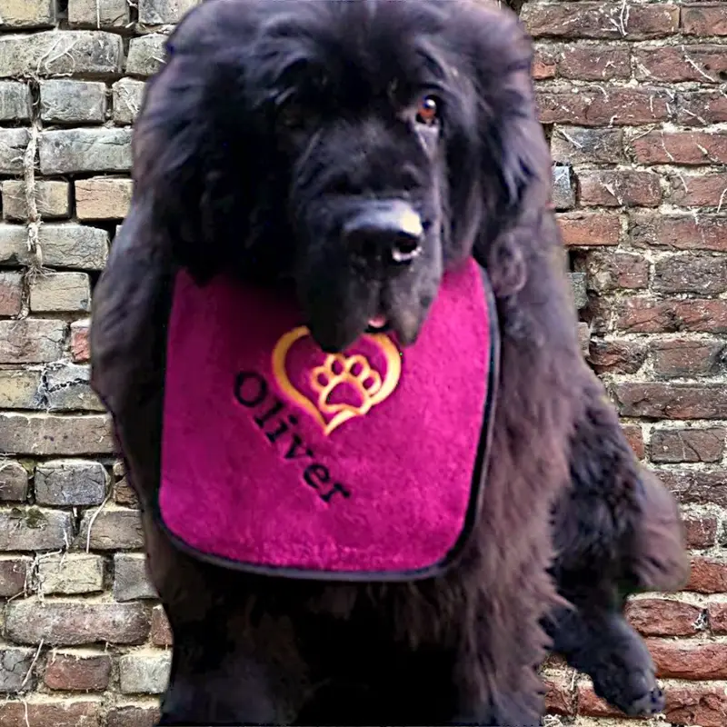 Heart & Paw Personalised Dog Bib: heart paw name