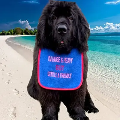 Huge & heavy sarcastic & cute dog fashionable bib, photo 10