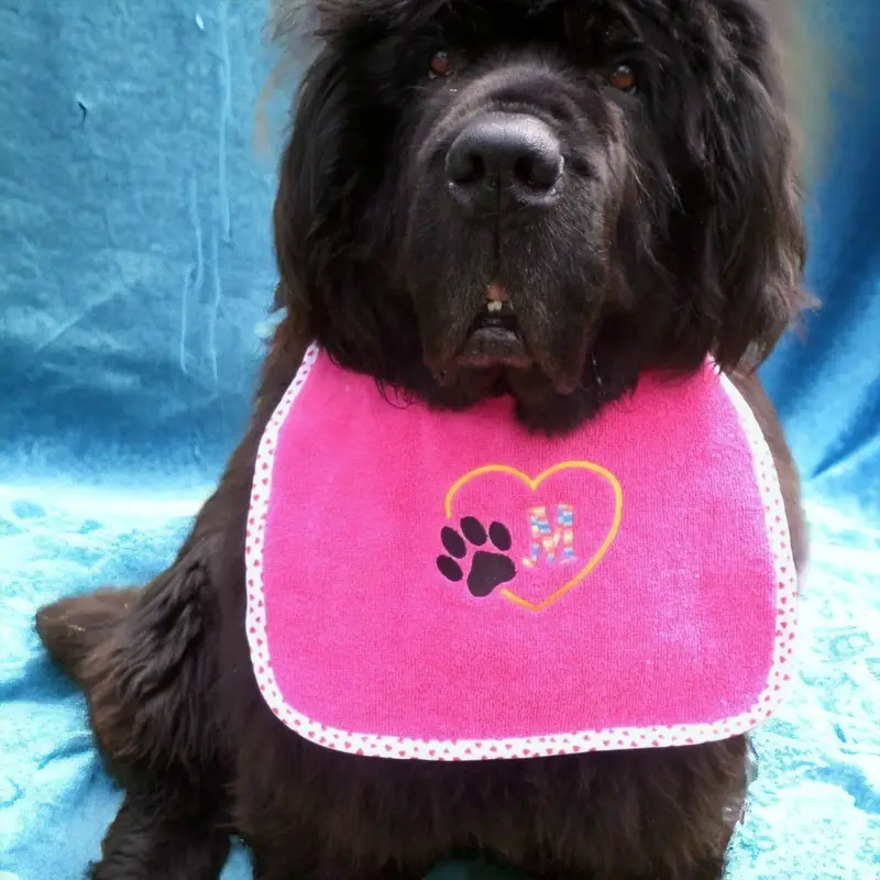 Dog Initials in heart dog bib with rainbow thread: initial
