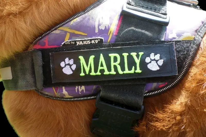 Dog harness labels (pair) personalised with name & paws, photo 3