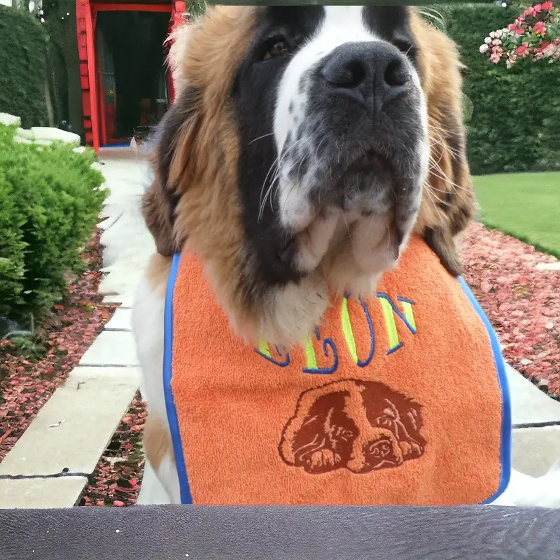 Customisable Saint Bernard Drool Bib: leon st bernard bib