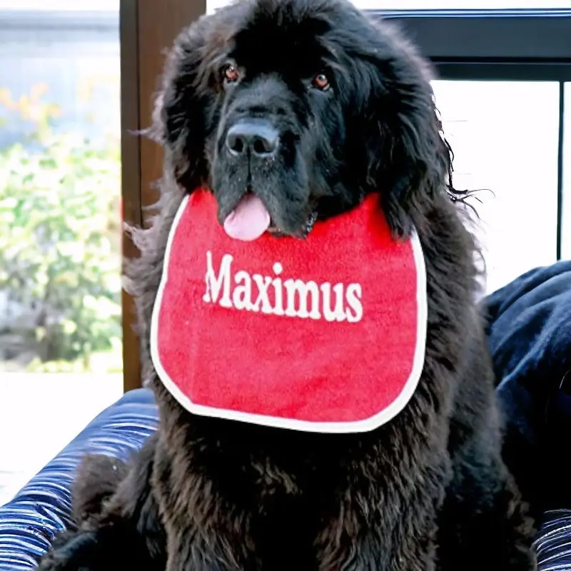 Personalised dog bib with name/wording: max