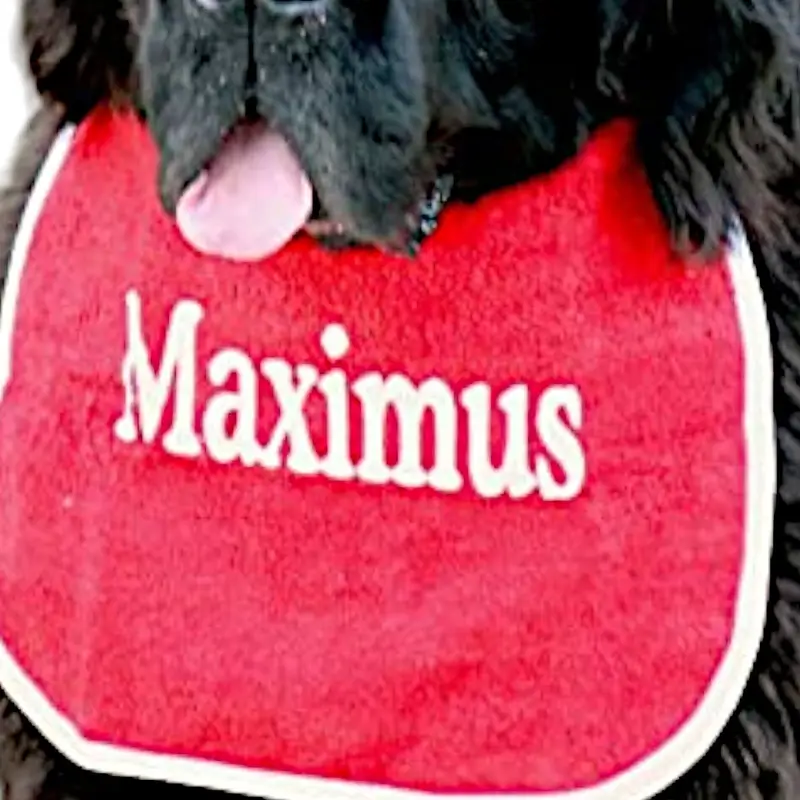 Personalised dog bib with name/wording: max