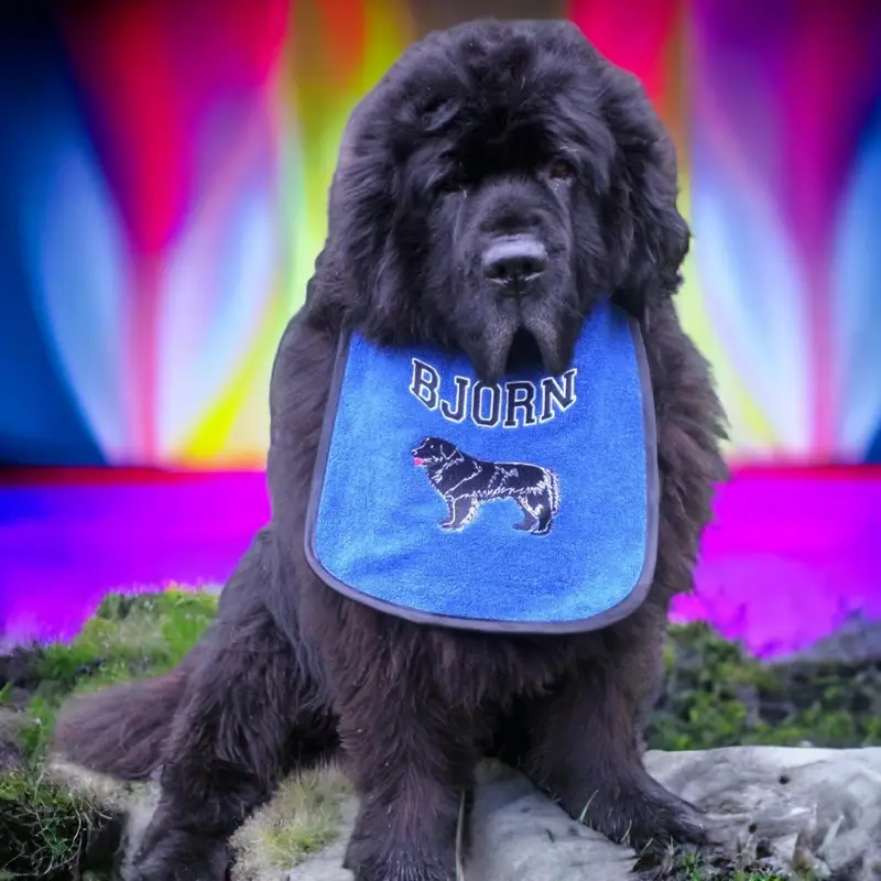 Personalised Newfoundland Dog Drooling Bib: newfy