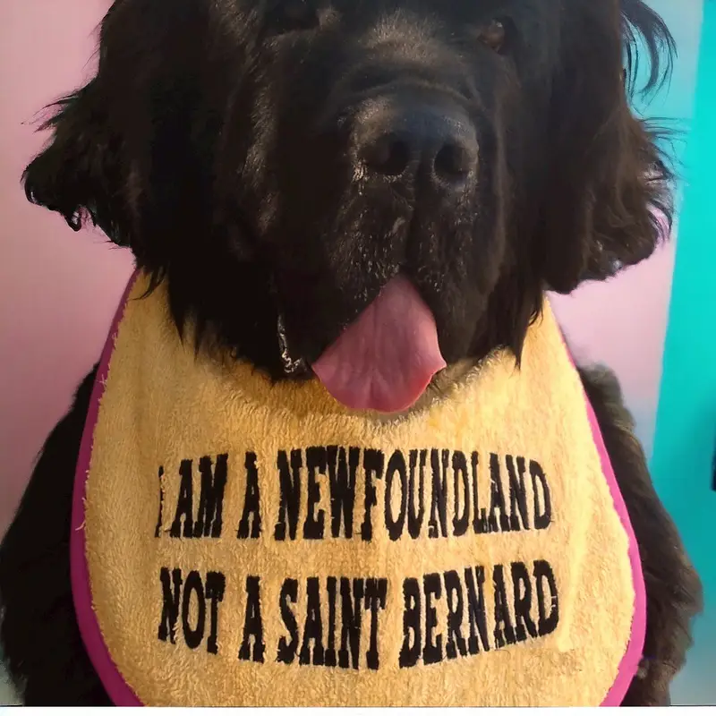 I am a newfoundland customised dog bib: newfy