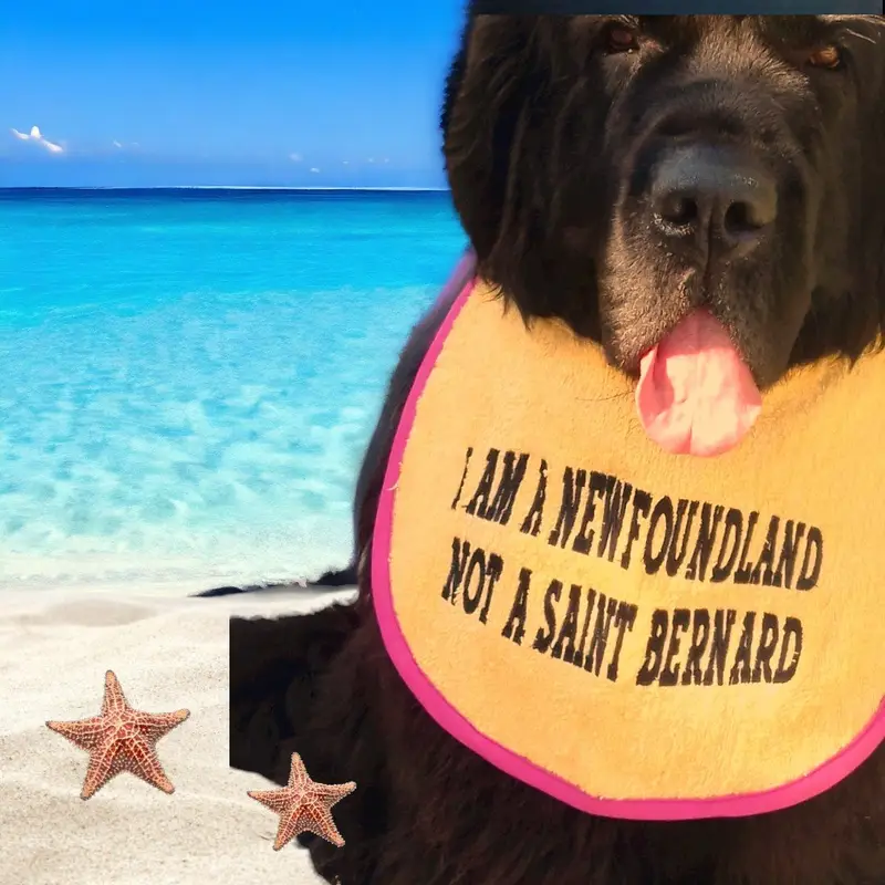 I am a newfoundland customised dog bib: newfy