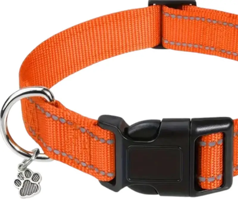 Orange Dog Collar, photo 2