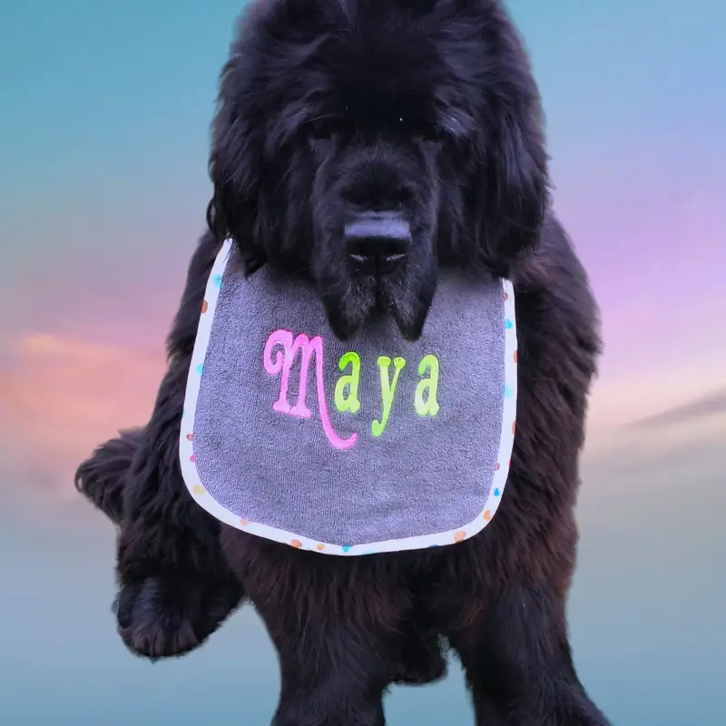 Neon-Chic Personalised Dog Bibs: p4