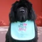 Paw prints on my heart dog bib, photo 8