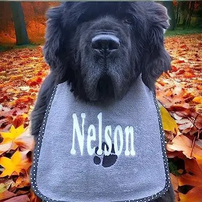 Name with paw bib, photo 6