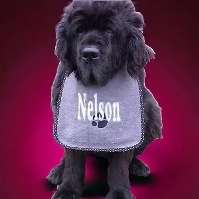 Name with paw bib, photo 4