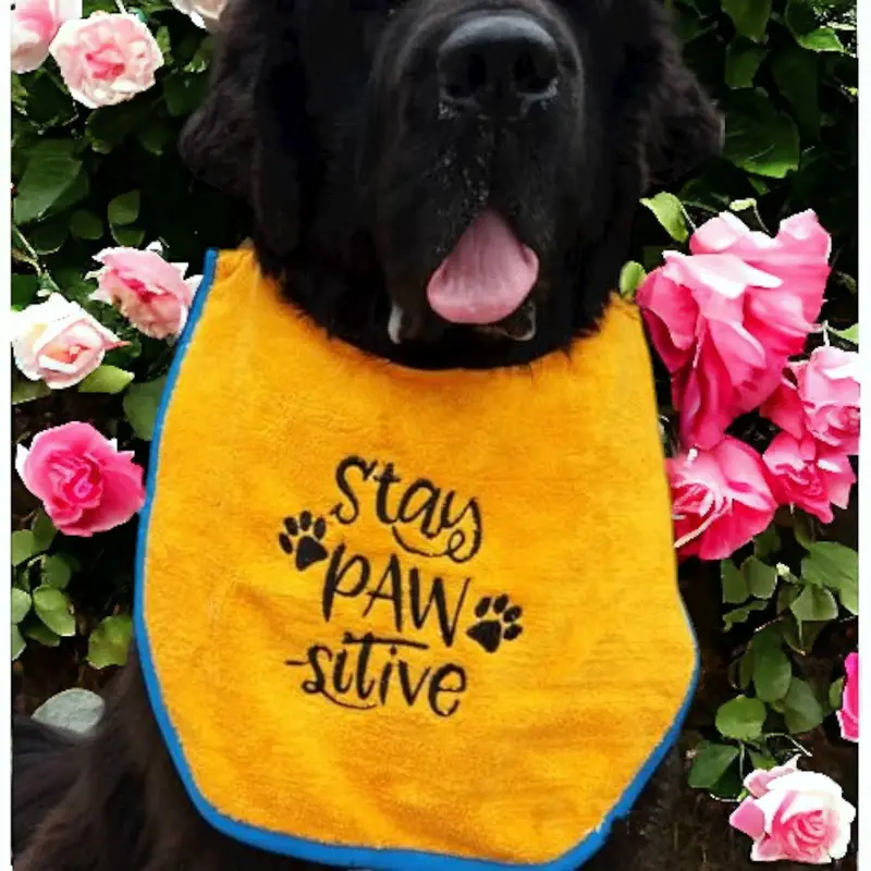 Stay pawsitive dog bib, photo 10
