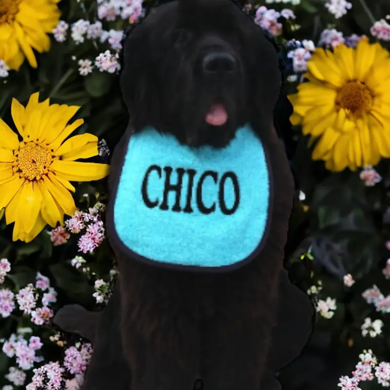 Personalise Your own dog bib, photo 10