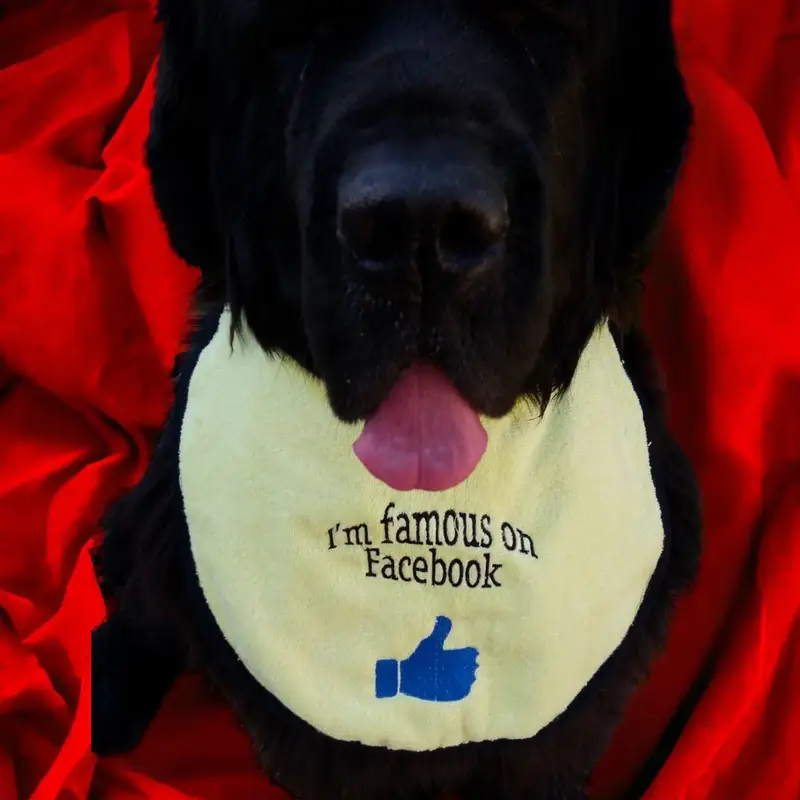 Famous on Facebook dog bib, photo 3