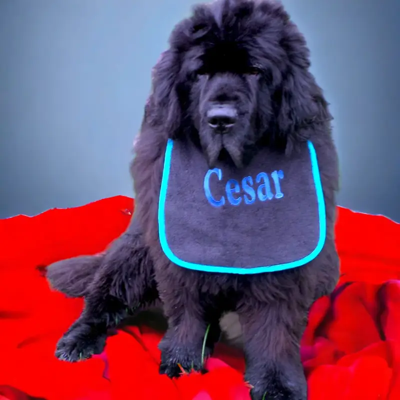 Personalise your own dog bib, photo 3